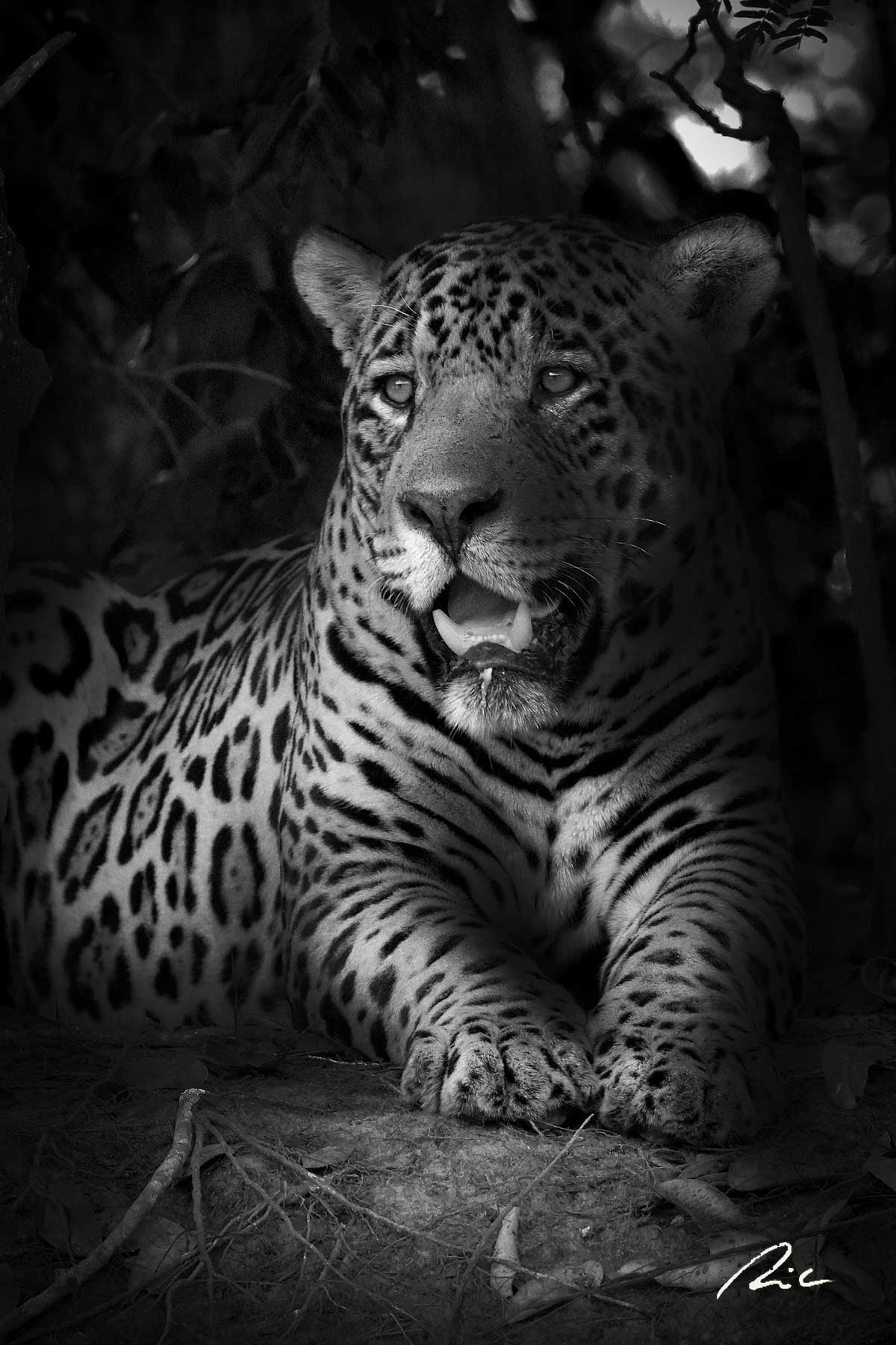 jaguar bw vertical