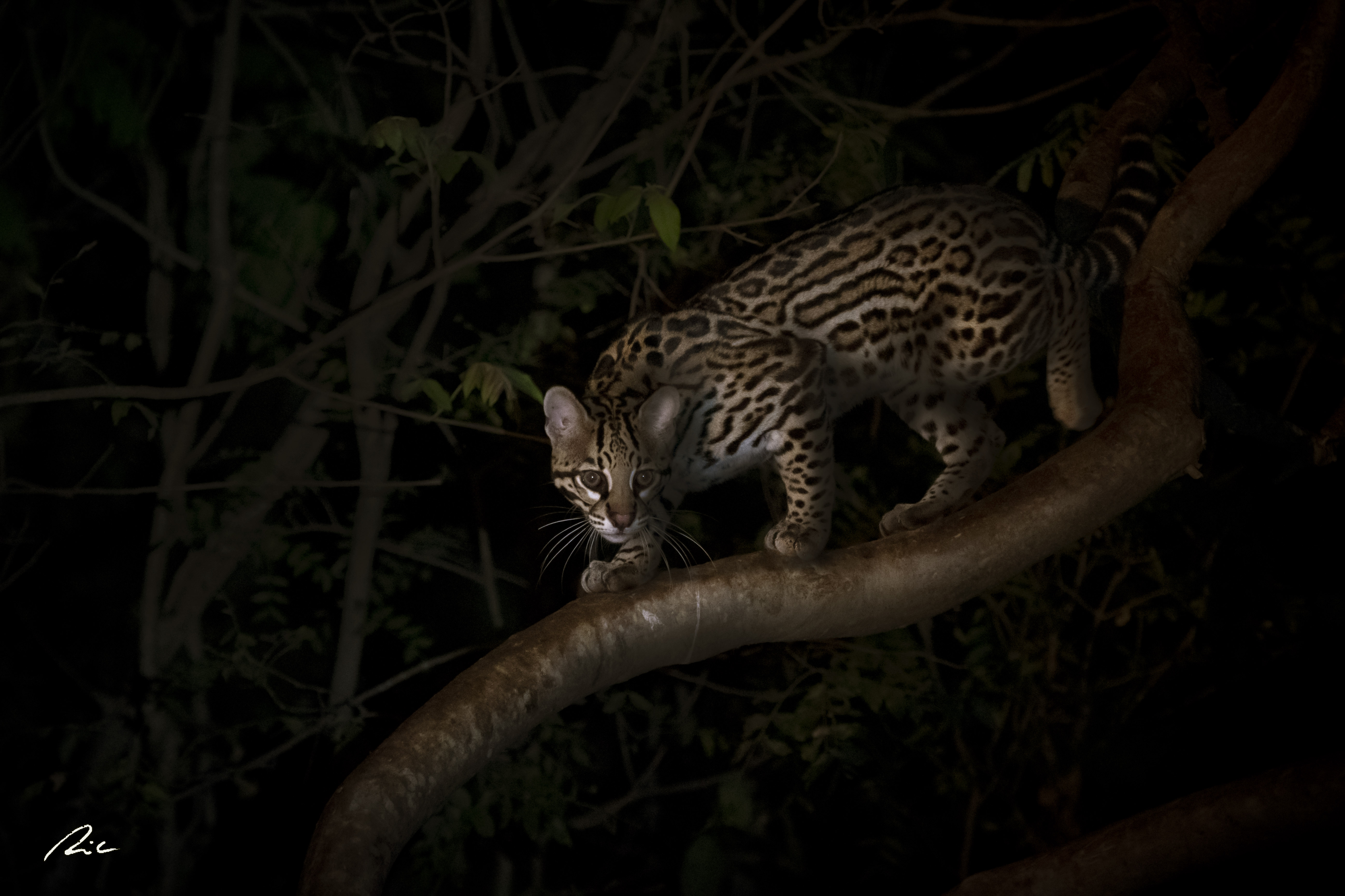 ocelot
