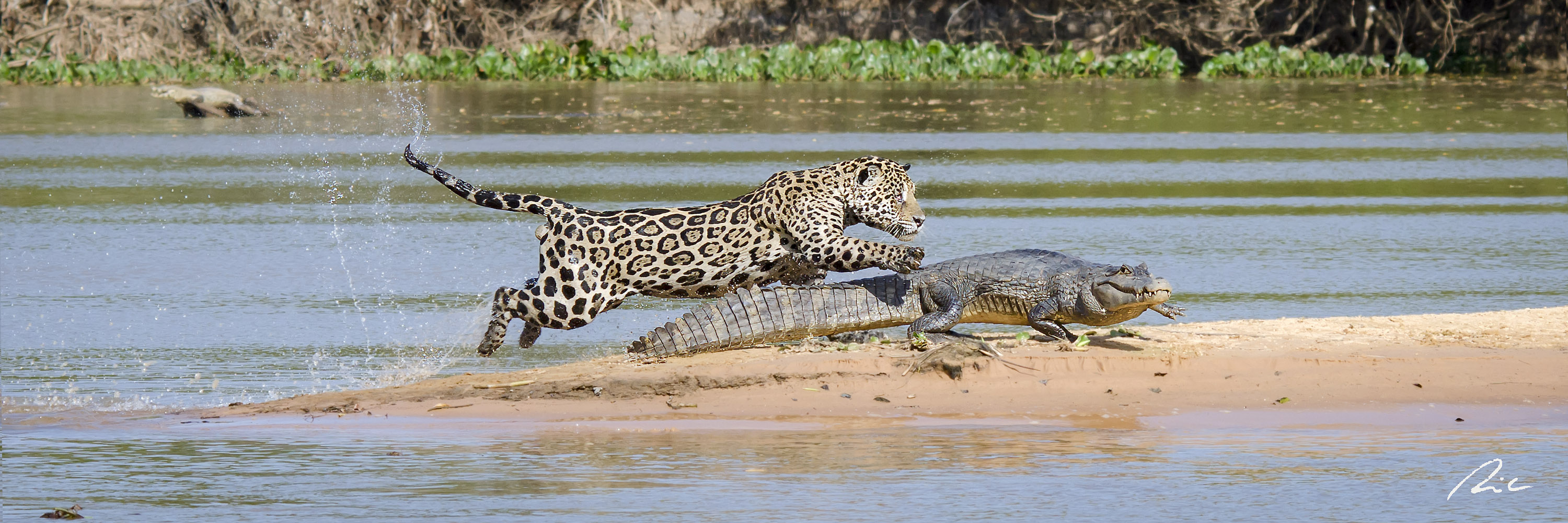 jaguar caiman pantanal